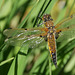 Vierfleck (Libellula quadrimaculata)