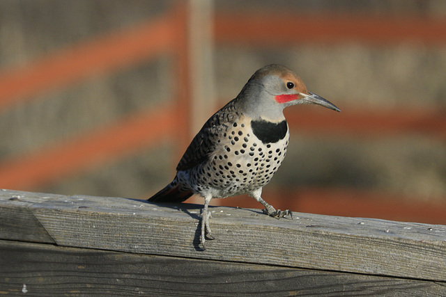 Northern Flicker