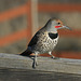 Northern Flicker