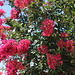 From our garden.... Red Crepe Myrtle   6-2020