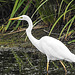 20200901 9752CPw [D~PB] Silberreiher (Ardea alba, Syn.: Casmerodius albus, Egretta alba), Steinhorster Becken, Delbrück