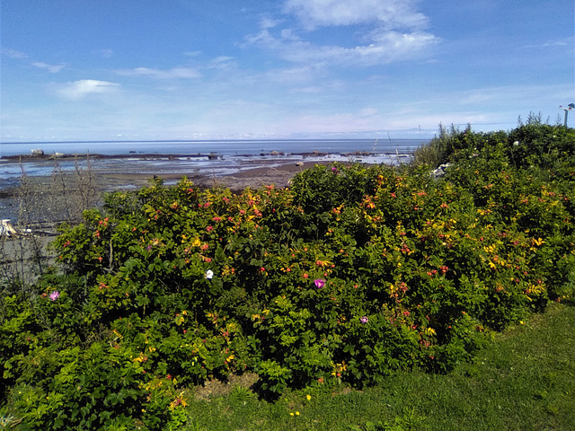 Vegetation de mer / Sea shrubs