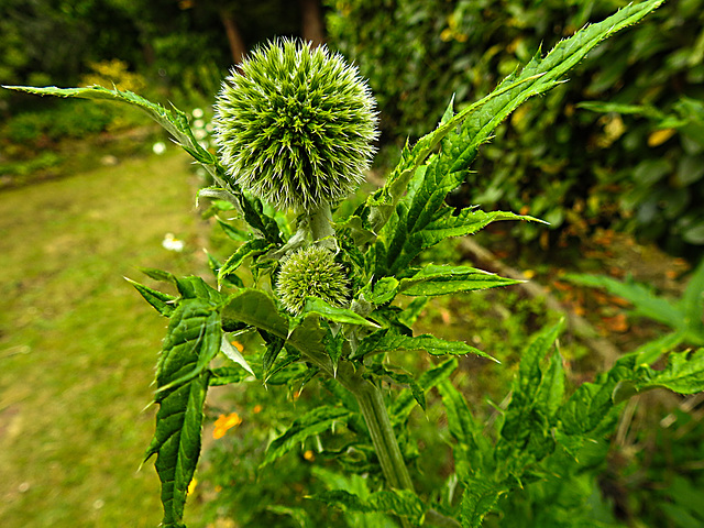 20200611 8366CPw [D~LIP] Kugeldistel, Bad Salzuflen