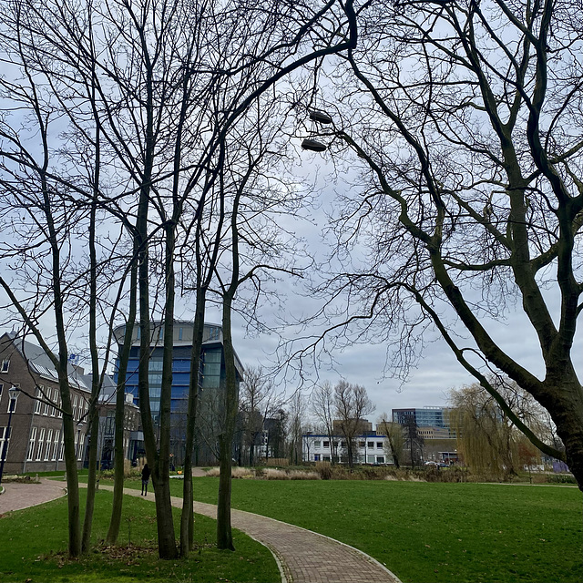 Shoes in the tree