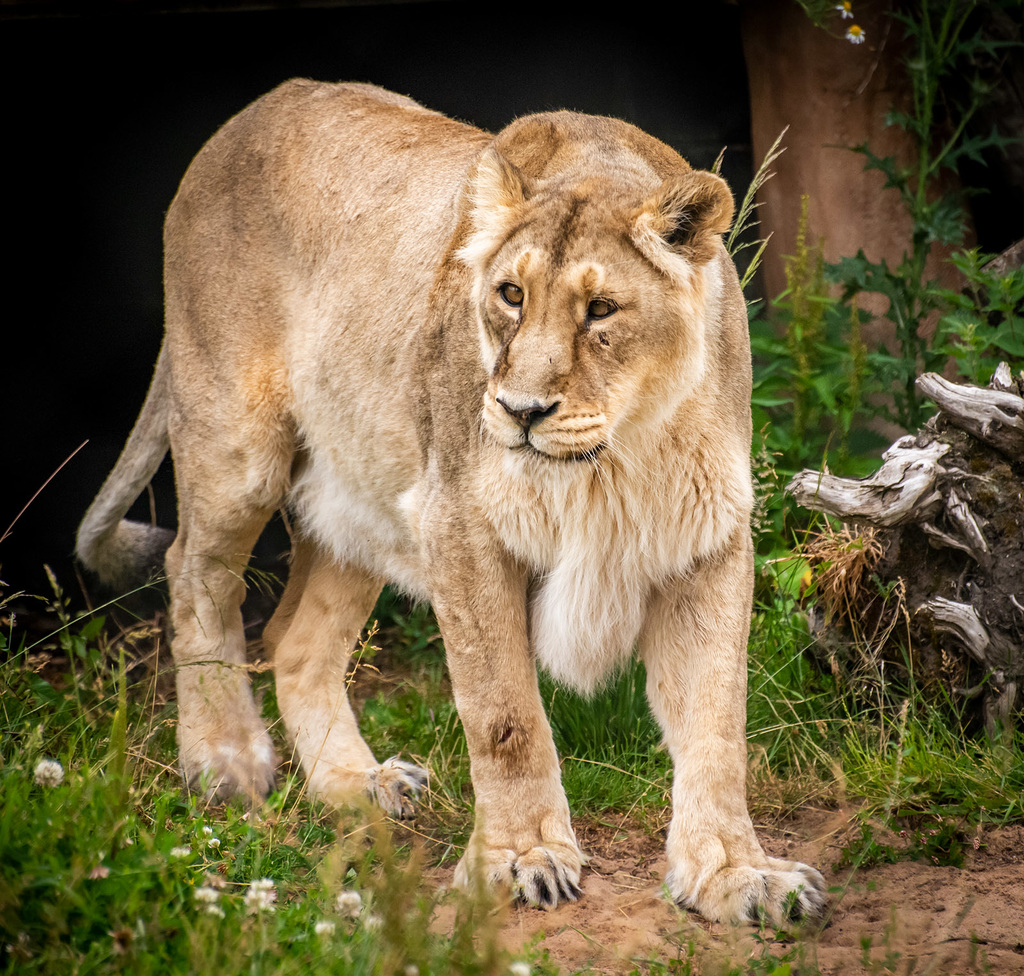 Lioness