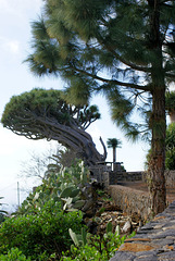 La Palma; Am Mirador de Garome, der schiefe Drago und eine Kanarische Kiefer. Beide sind etwas Besonderes... ©UdoSm