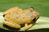 IMG 7515frog