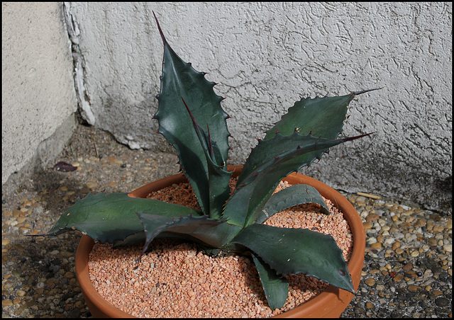 Agave salmiana v. ferox (4)