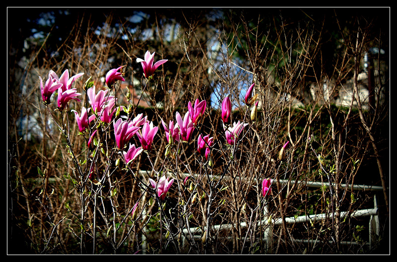 HFF - Magnolia liliiflora