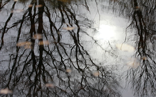 Reflets d'hiver