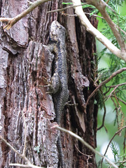 Fence lizard