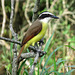 Day 6, Great Kiskadee /  Pitangus sulphuratus