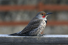 Northern Flicker