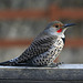 Northern Flicker