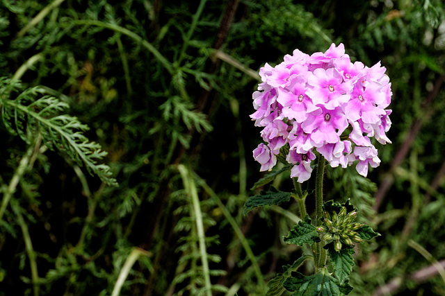 Verbena