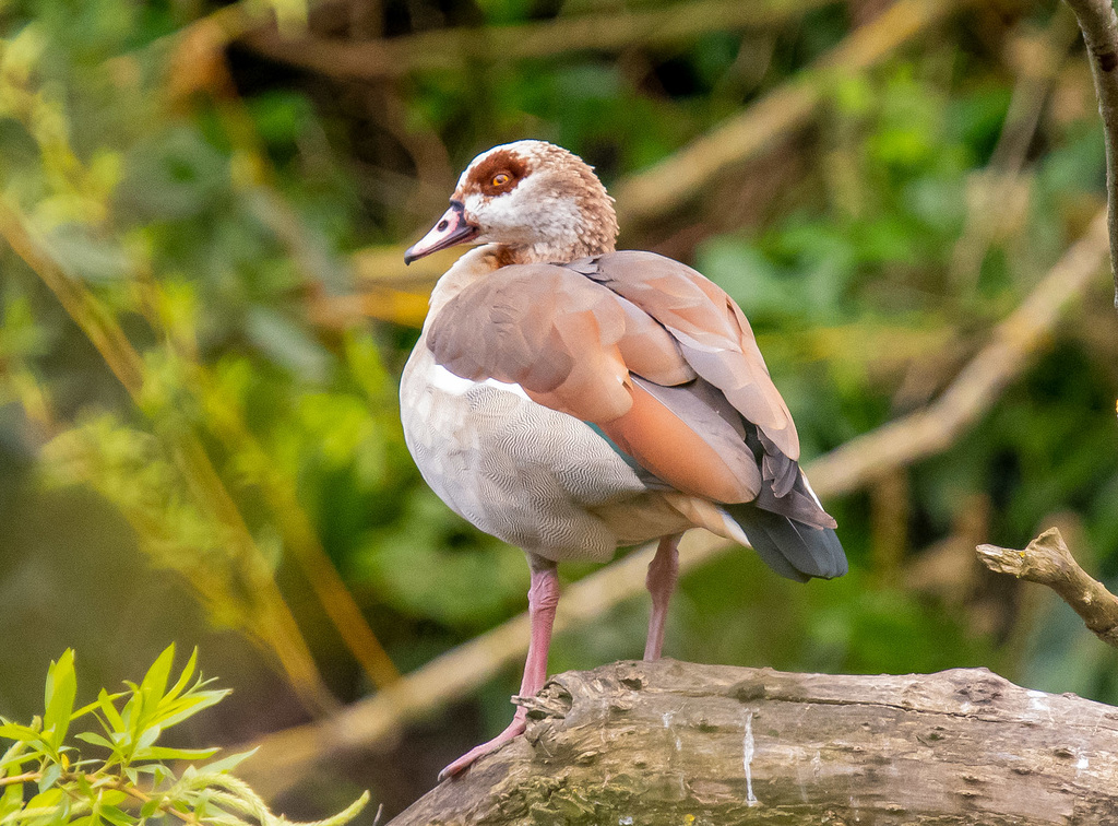 Egyptian goose