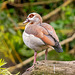 Egyptian goose