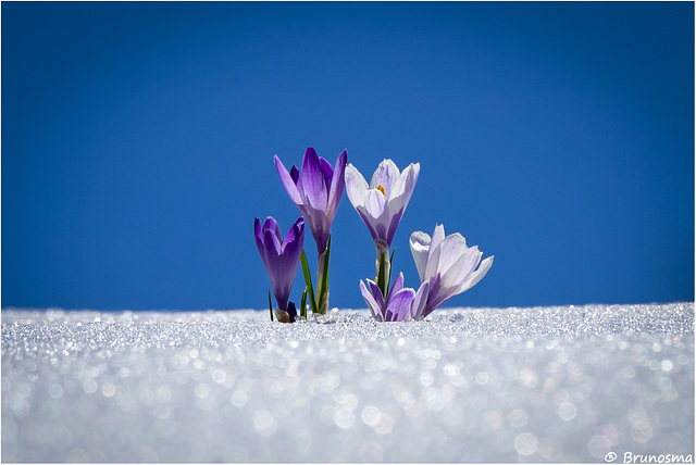 Arriva la primavera