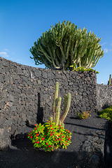 Lanzarote - Vulkanhaus der Stiftung César Manrique in Tahiche