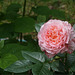 Unsere Edelrose Chippendale