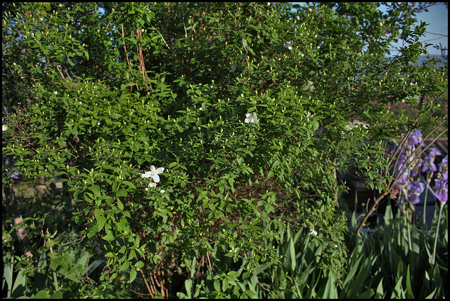 Philadelphus silberregen