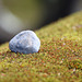 The stone and the moss