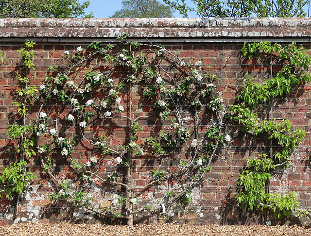 Wall-trained fruit trees