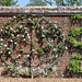 Wall-trained fruit trees