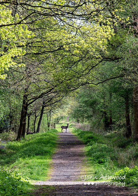 Deer on path