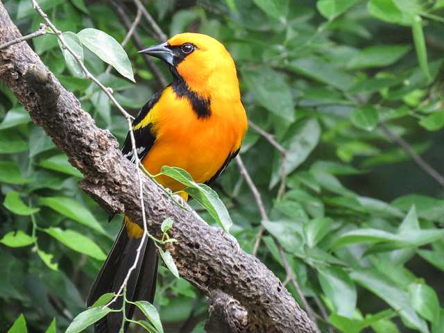 Day 6, Altamira Oriole /  Icterus gularis