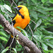 Day 6, Altamira Oriole /  Icterus gularis