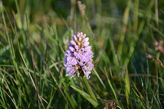 Norway, Lofoten Islands, Northern Summer Flower