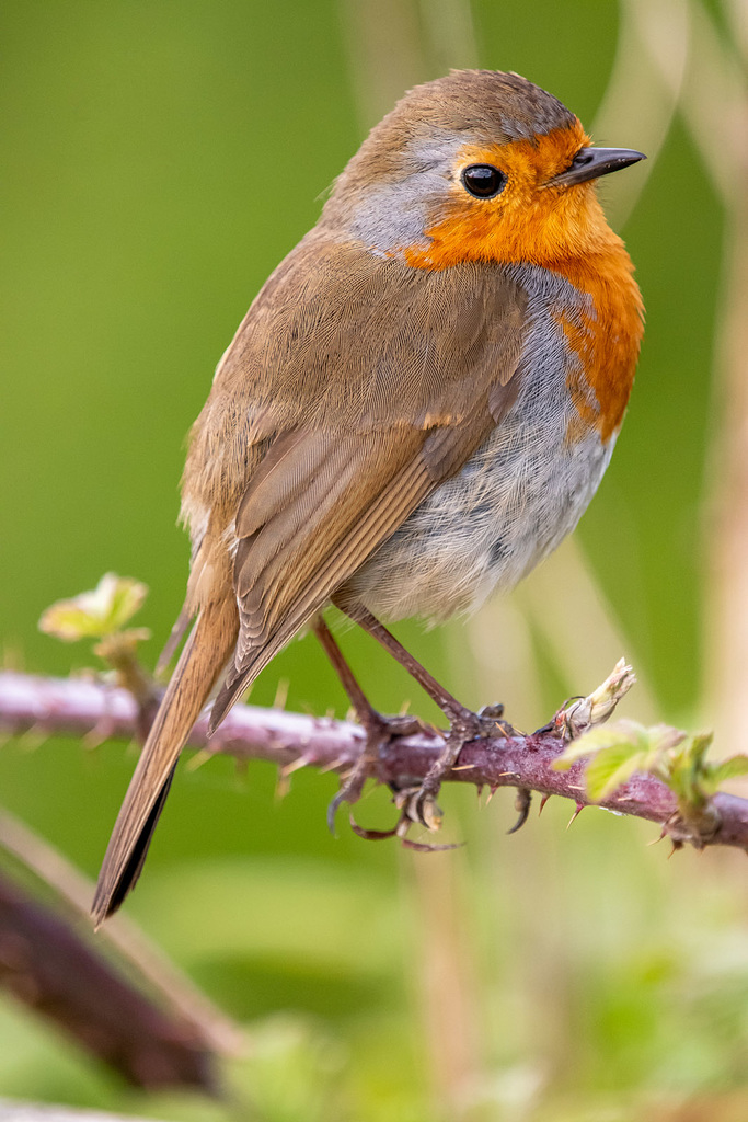 Robin