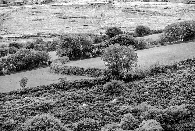 Dartmoor - 20150831