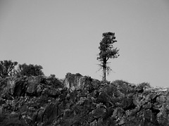 Lone pine