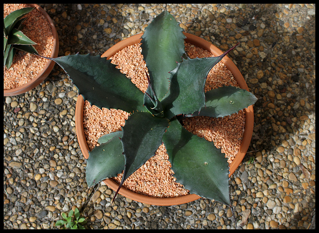 Agave salmiana v. ferox (5)