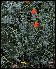 Glaucium flavum var. aurantiacum (4)