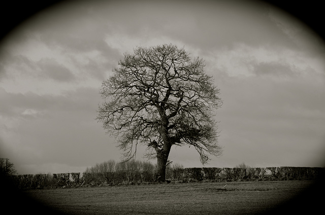 Lone tree near Gnosall