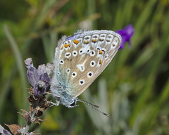 Butterfly IMG_5892