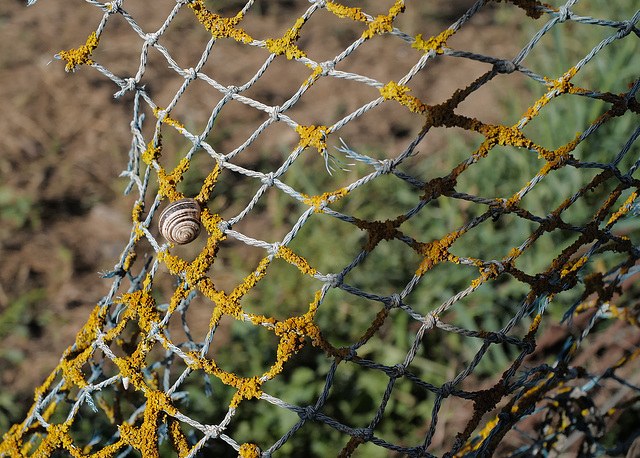 Caracoleta L1000117