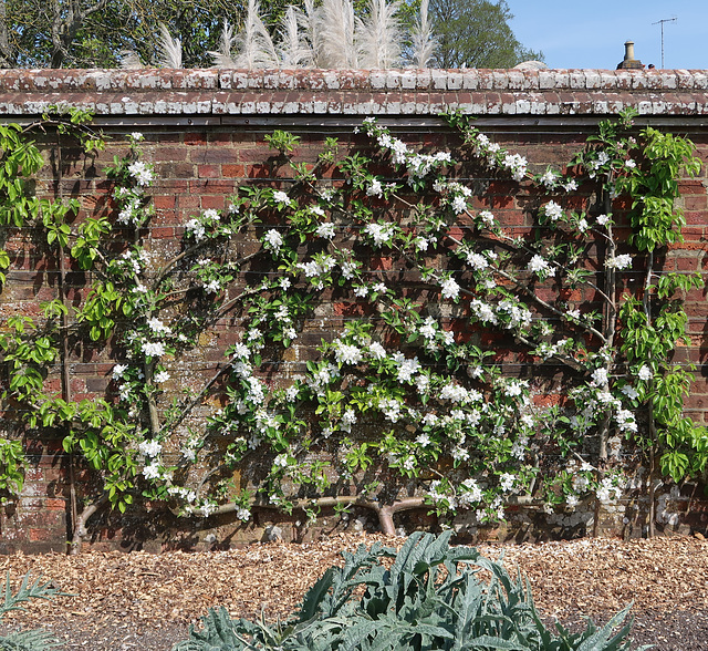 Wall-trained fruit trees