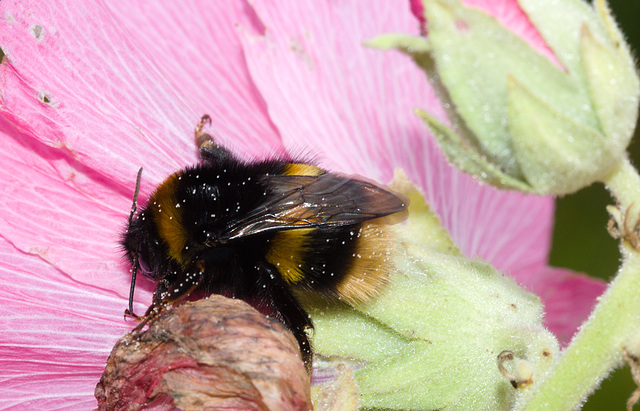 BumblebeeIMG 6277