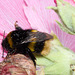 BumblebeeIMG 6277