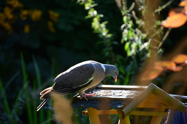 Taube in der Abendsonne