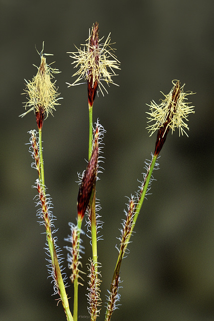 Blooming true sedges