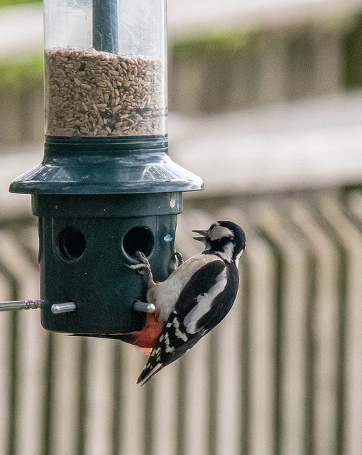 Great spotted woodpecker