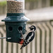 Great spotted woodpecker