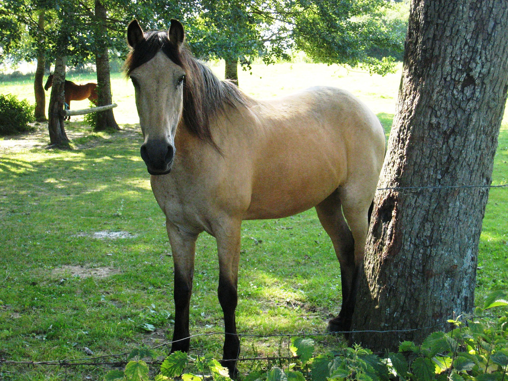 Le cheval derrière les barbelés