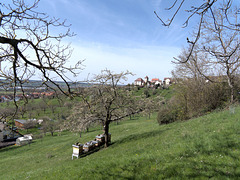 Bienenstöcke