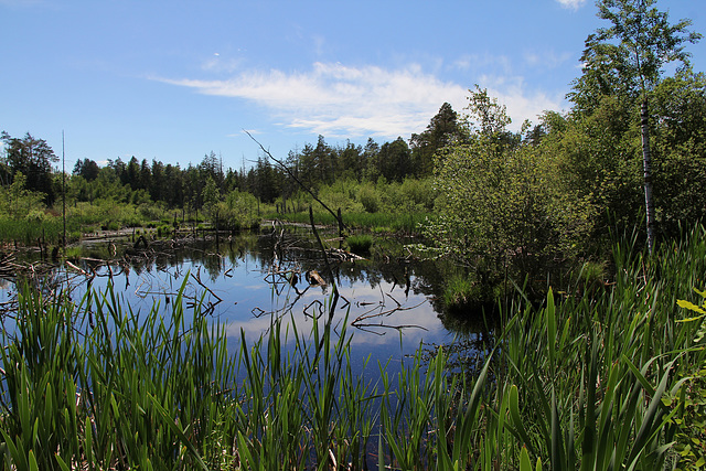 Moor im Naturschutzgebiet Häcklerweiher